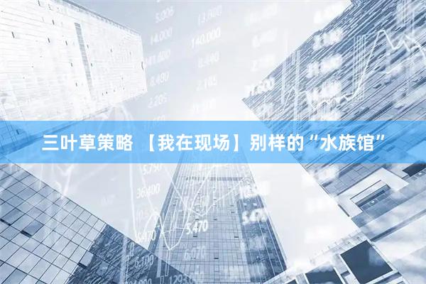 三叶草策略 【我在现场】别样的“水族馆”